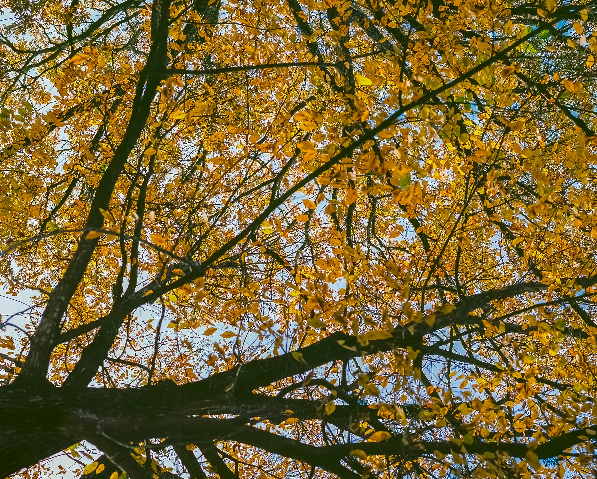 Tree with bright yellow leaves