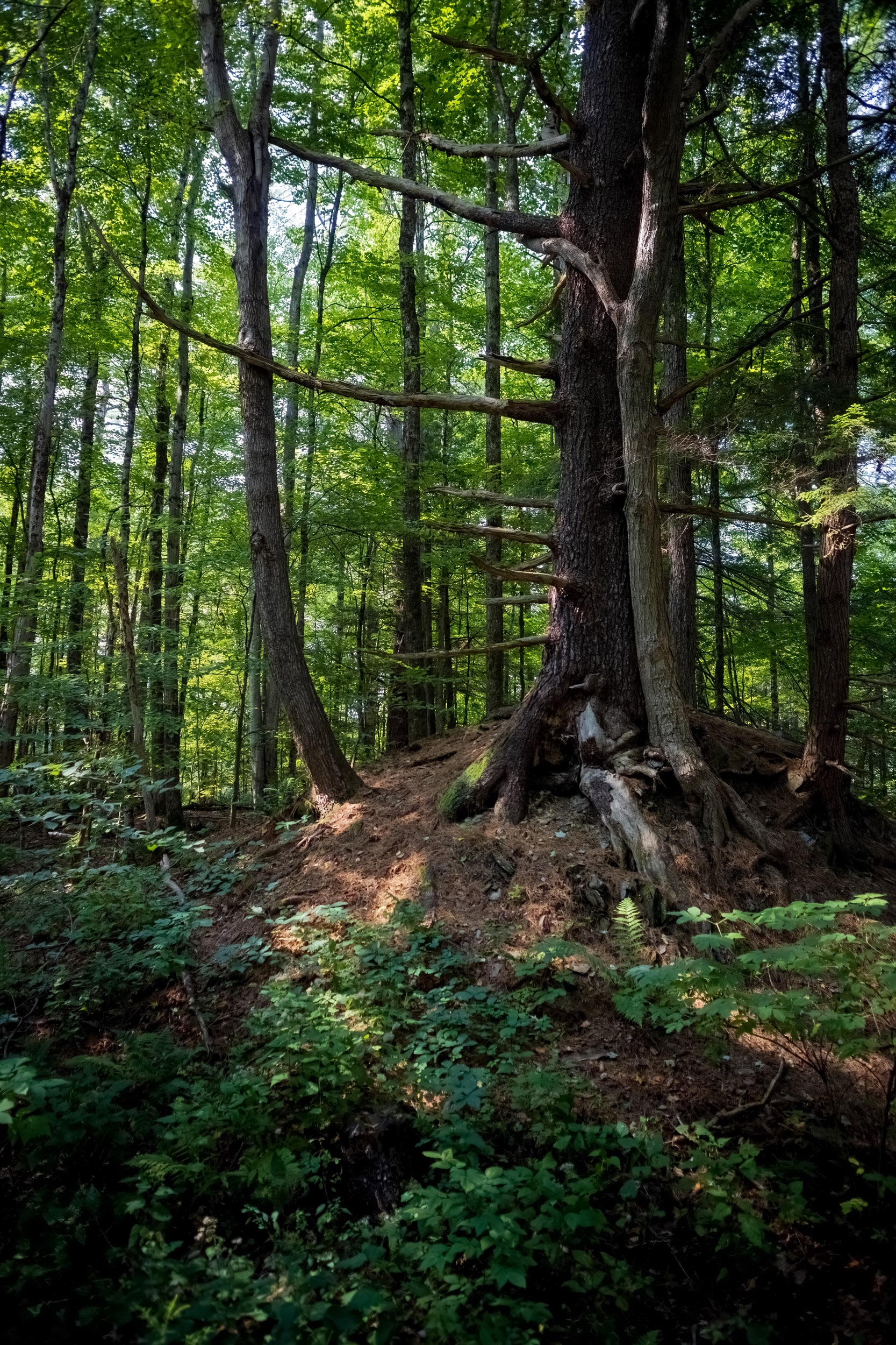 Bright green forest